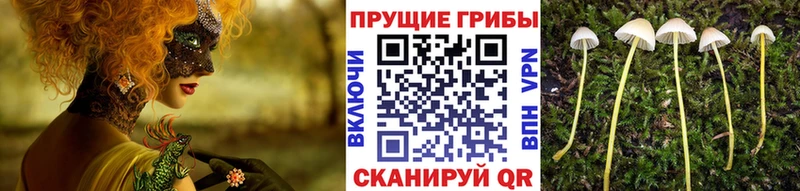 Галлюциногенные грибы мицелий  Купить где  Горячеводский 